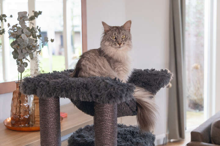 beeztees Kratzbaum Duco